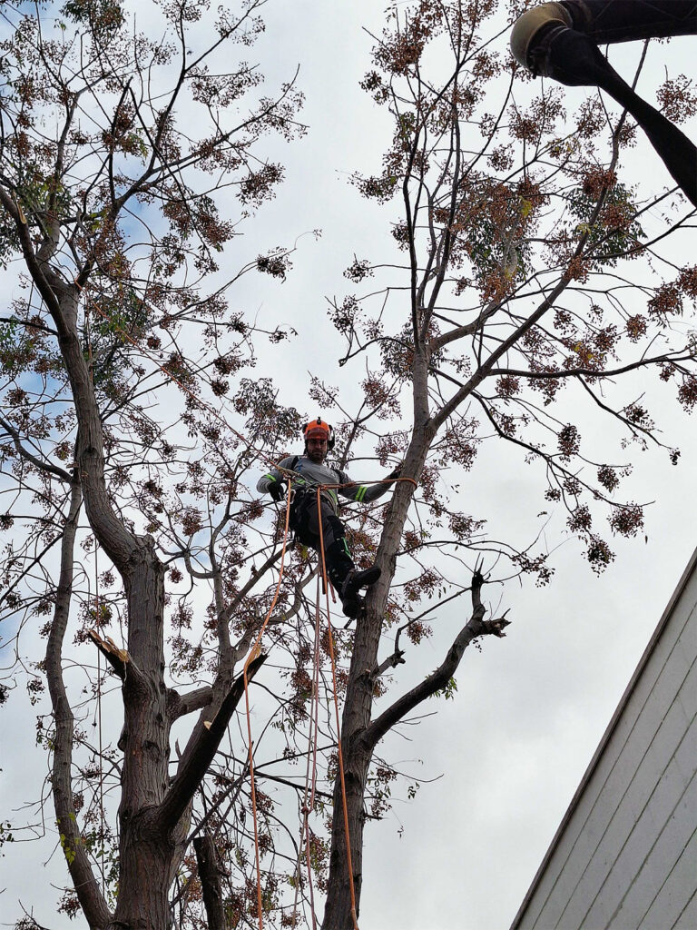 Arboricultura A