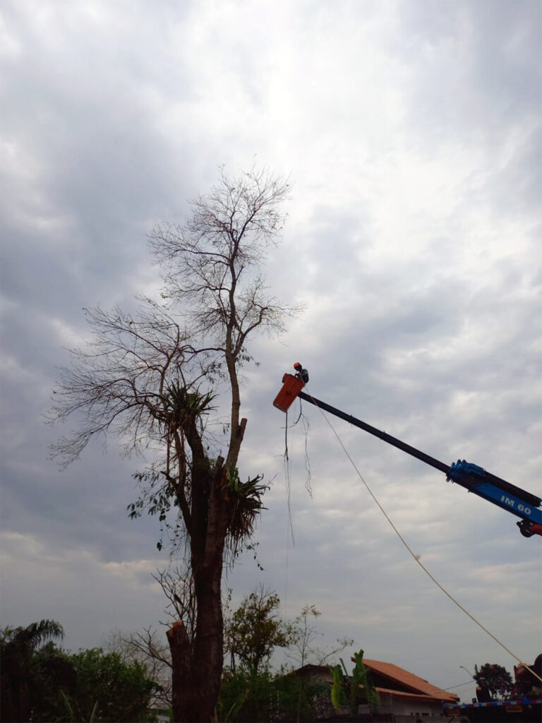 Arboricultura B