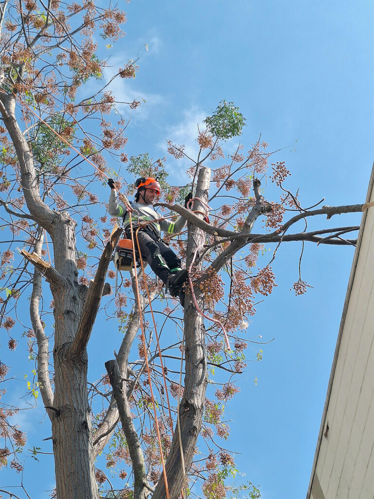 Arboricultura C
