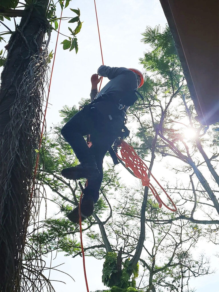 Arboricultura D