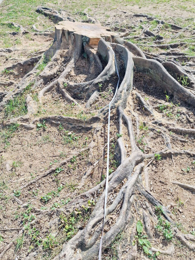 Arboricultura Destoca B