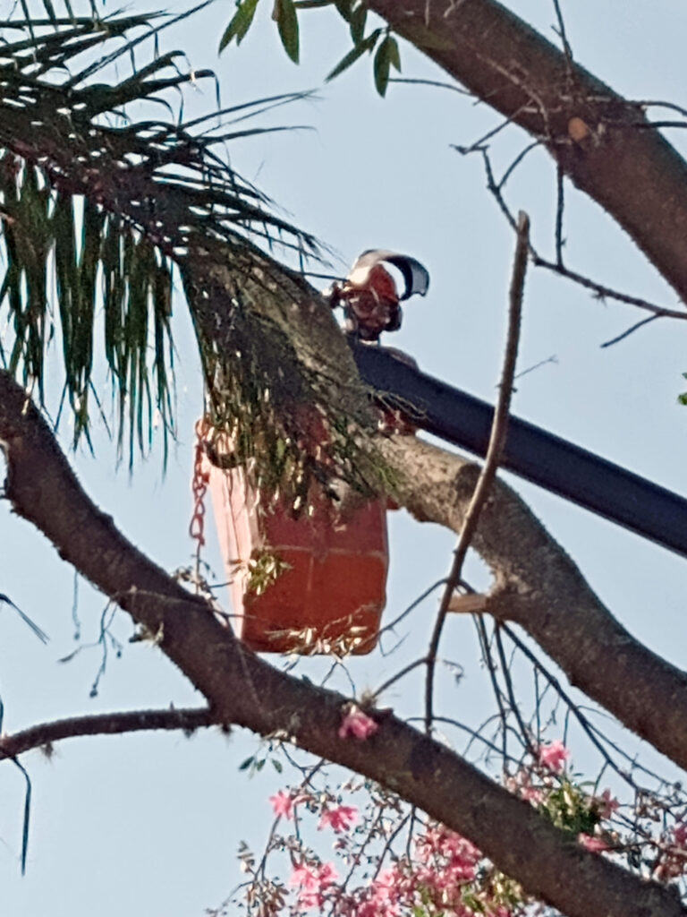 Arboricultura E