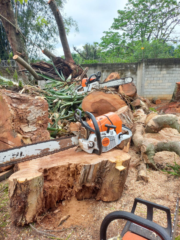 Arboricultura F
