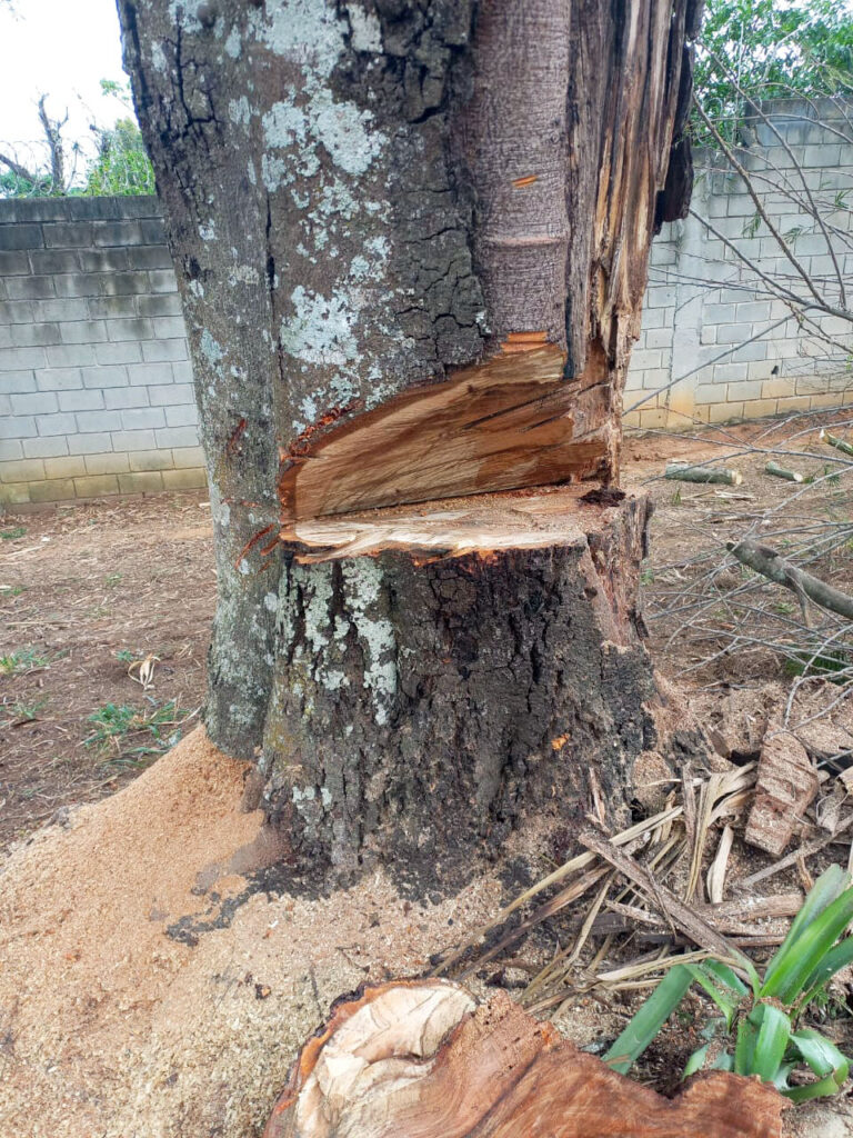 Arboricultura H