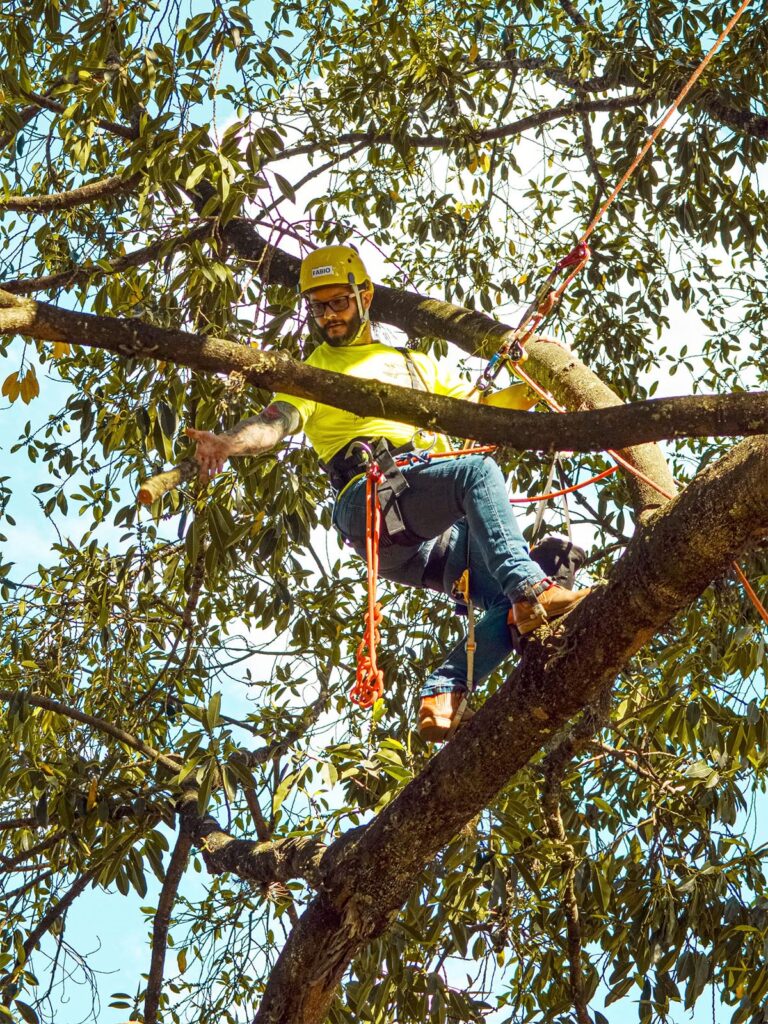 Arboricultura I